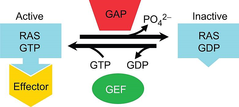 Equilibrium between GTP- bound RAS  proteins and GDP-bound RAS proteins regulated by GEFs and GAPs