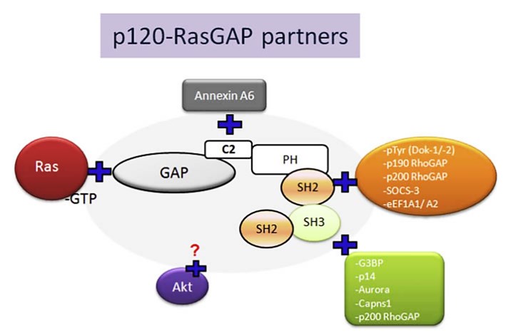 p120-RasGAP binding partners.