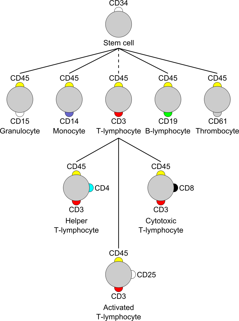 Cluster of Differentiation