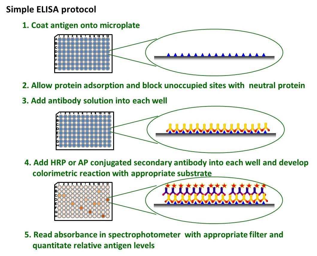 Fig. The schematic diagram of simple ELISA