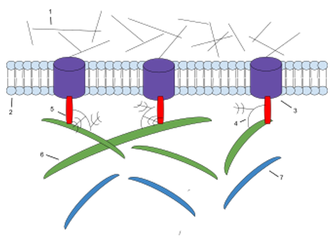 The components of ECM. 1: Microfilaments 2: Phospholipid Bilayer 3: Integrin 4: Proteoglycan 5: Fibronectin 6: Collagen 7: Elasti