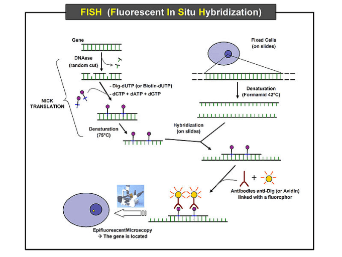Fig. The schematic diagram of
    fluorescence in situ hybridization (FISH). The resource come from Wikipedia