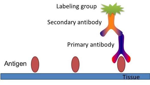Immunohistochemistry protocol