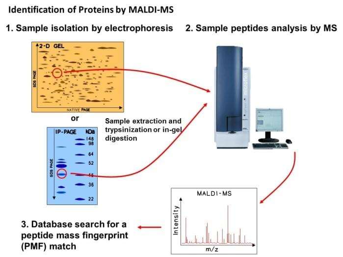Peptide analysis by 2D-PAGE-MS protocol