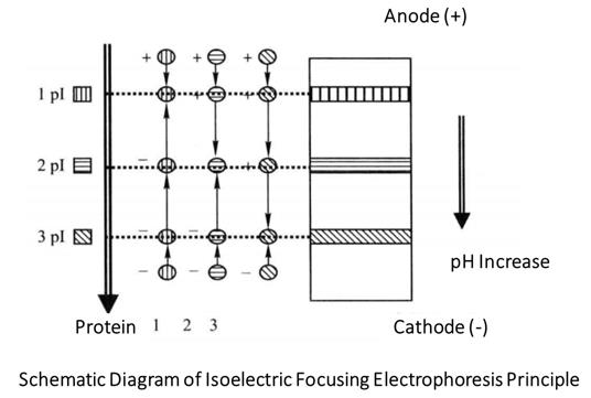 Principle and Protocol of Isoelectric Focusing Electrophoresis