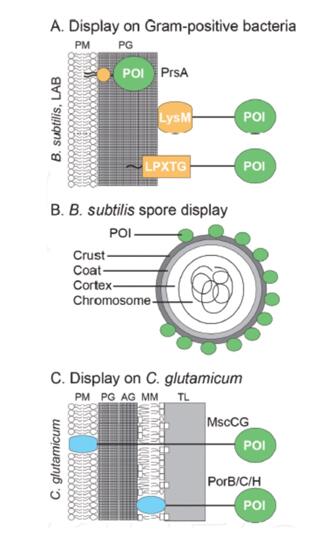b. subtilis cell surface display in directed evolution.