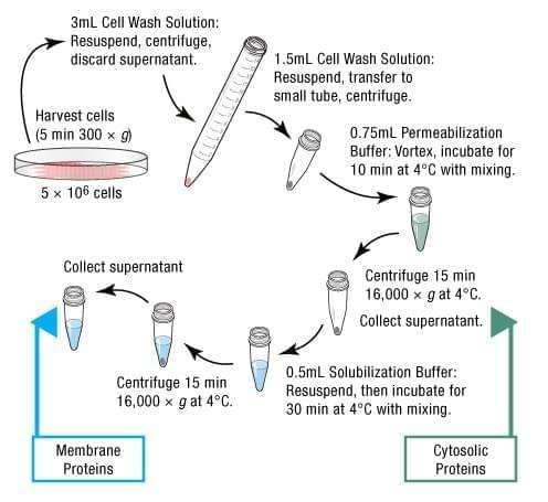 Protein Extract Services