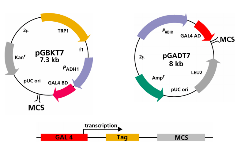 Plasmids used in Y2H
