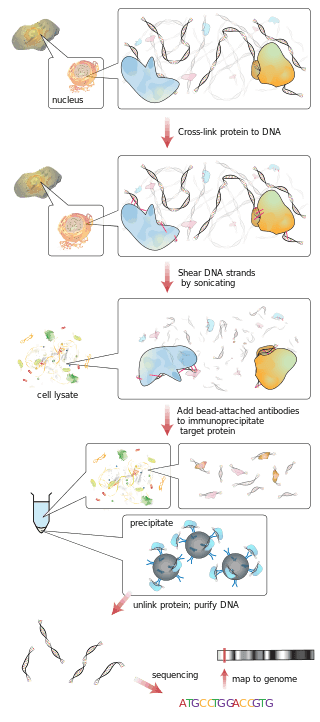 Short Tandem Repeat (STR) Profiling