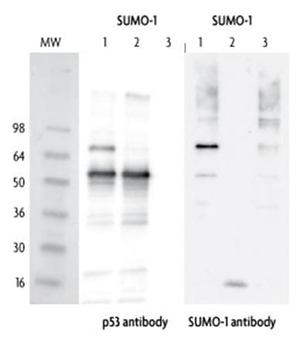蛋白质SUMO酸化分析
