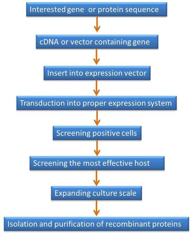 Protein expression System