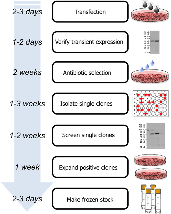 Stable  cell line development