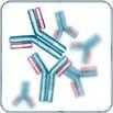 Biosimilar Cell Lines