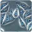 Transfected Stable Cell Lines