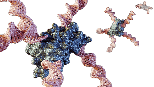 DNA and protein interaction