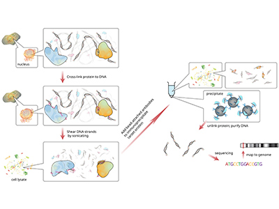 ChIP-sequencing workflow for protein-DNA interaction analysis