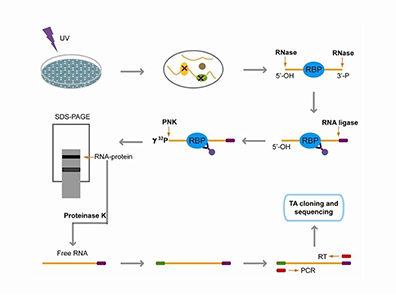 Cross-linking immunoprecipitation (CLIP) workflow for RNA-protein interactions