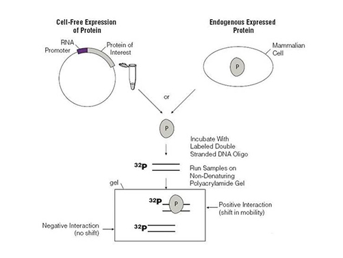 Electrophoretic mobility shift assay (EMSA) workflow for protein-DNA binding