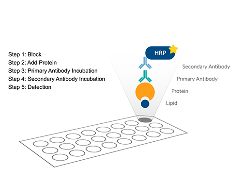 Fat Western workflow for protein–lipid interaction detection