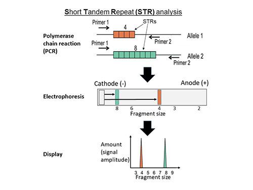 Short tandem repeat (STR) profiling workflow for genetic identification