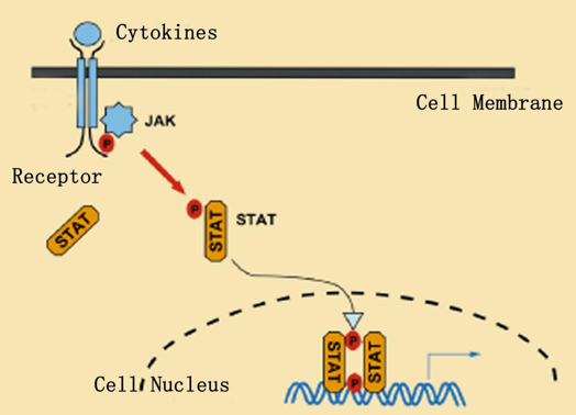 Enhancement of cytokine receptor function