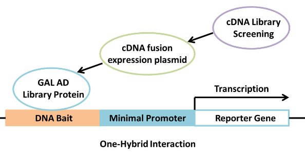 Protein Interaction (4) Yeast One-Hybrid Assay