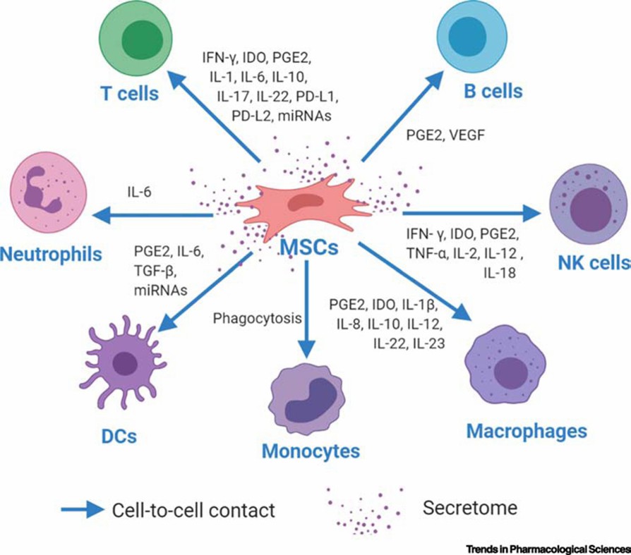 Multi-Faceted Immunomodulatory Interactions Between MSCs and Immune Cells