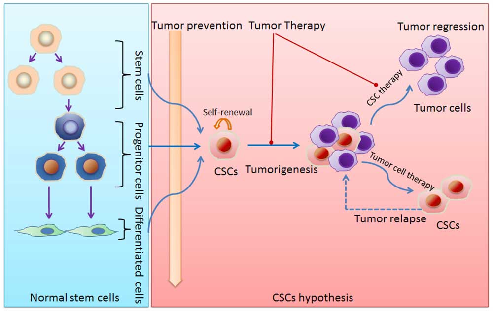 Schematic diagram of stem cells and cancer stem cells (CSCs).