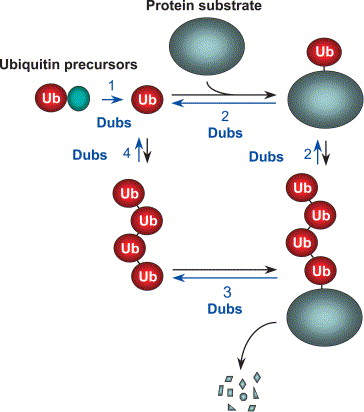 Functions of DUBs in the ubiquitin pathway.