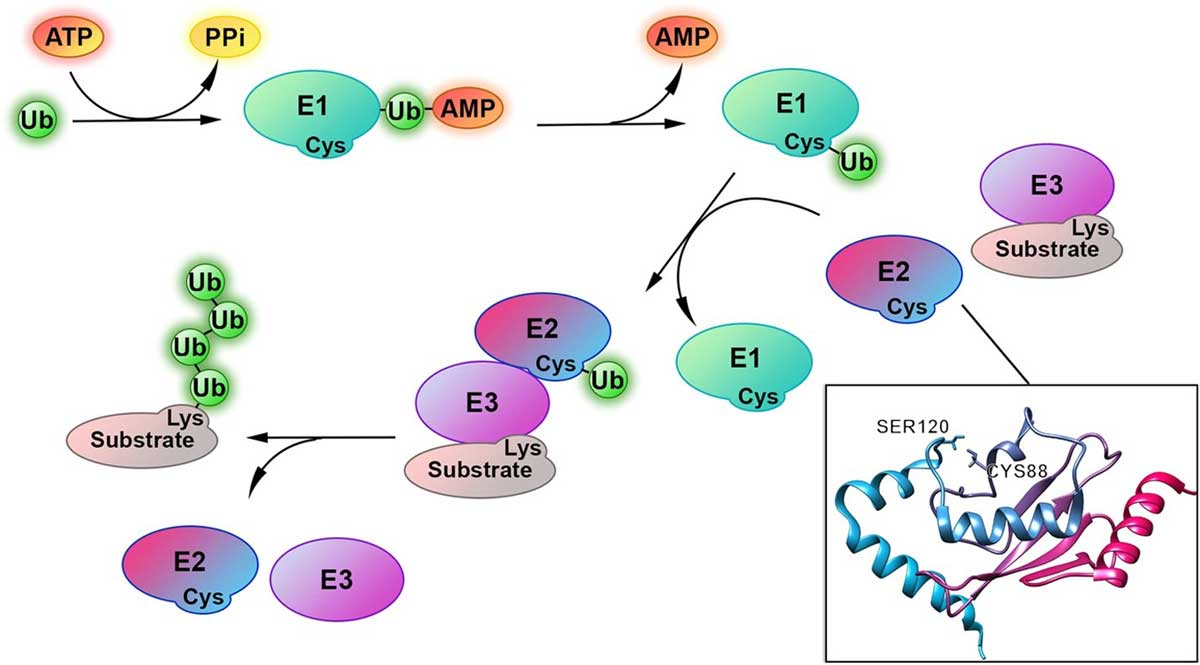 The process of ubiquitination consists of the sequential and cooperative actions of three classes of enzymes. 