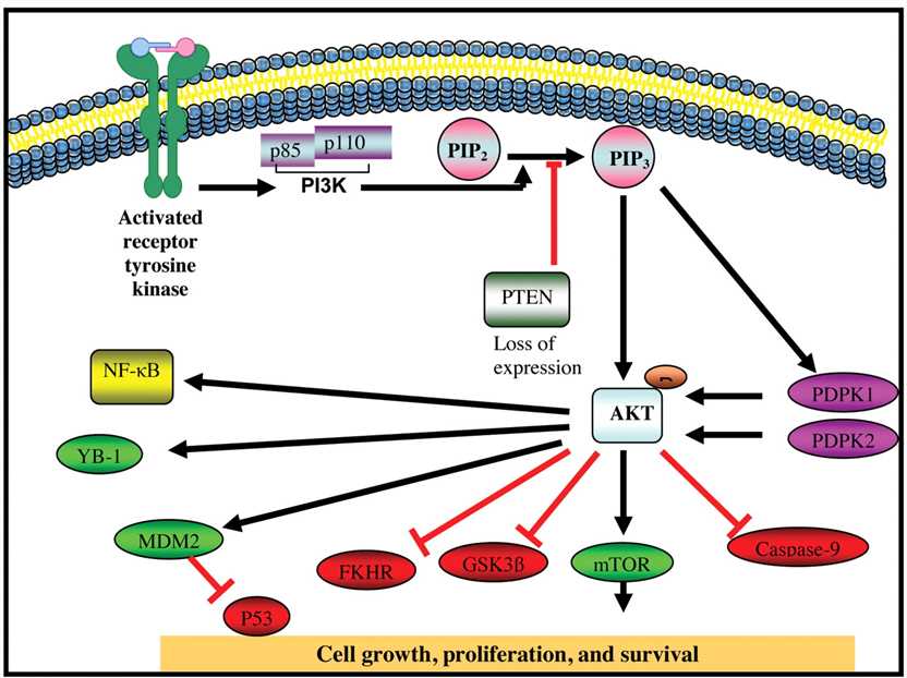 Targeting AKT protein kinase in gastric cancer.