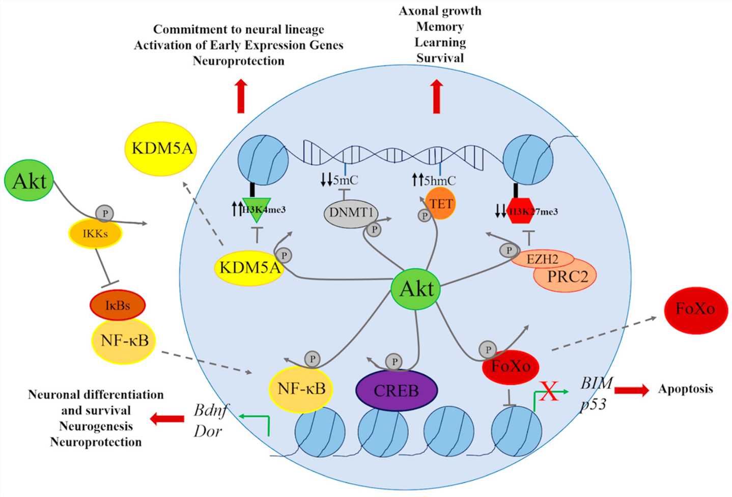 AKT phosphorylates several transcription factors
