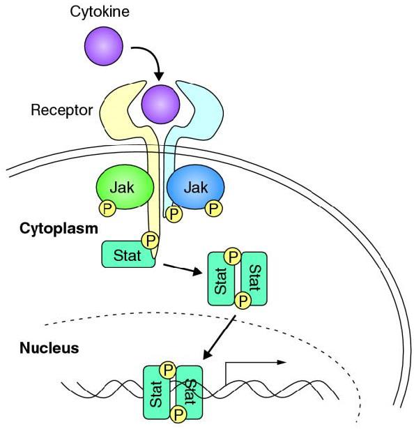 An overview of cytokine signaling.
