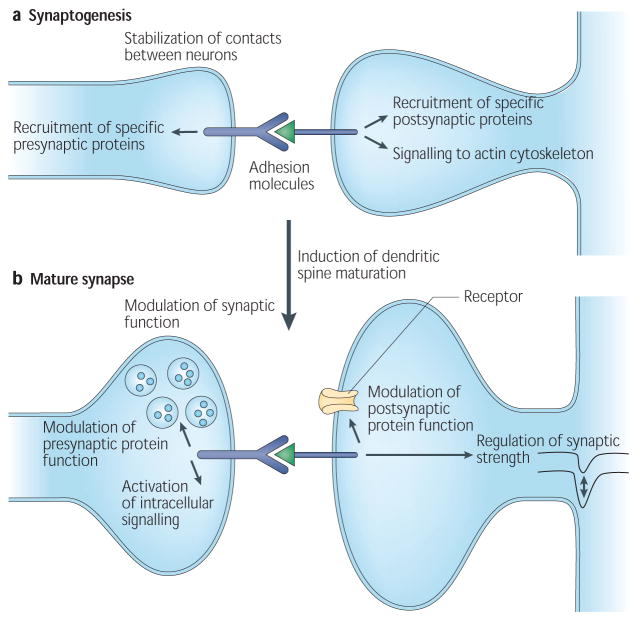 Cell-adhesion molecules function in synapse.