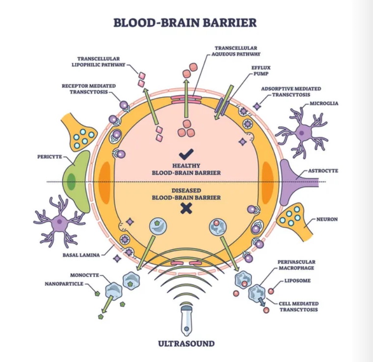 Blood-brain Barrier - Creative BioMart