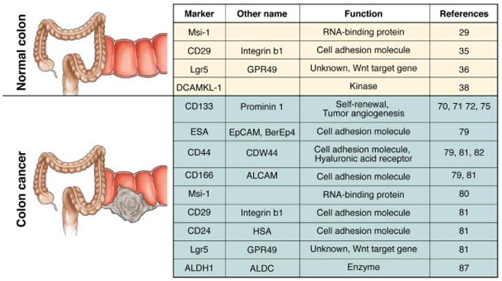 List of colon stem cell and cancer stem cell markers