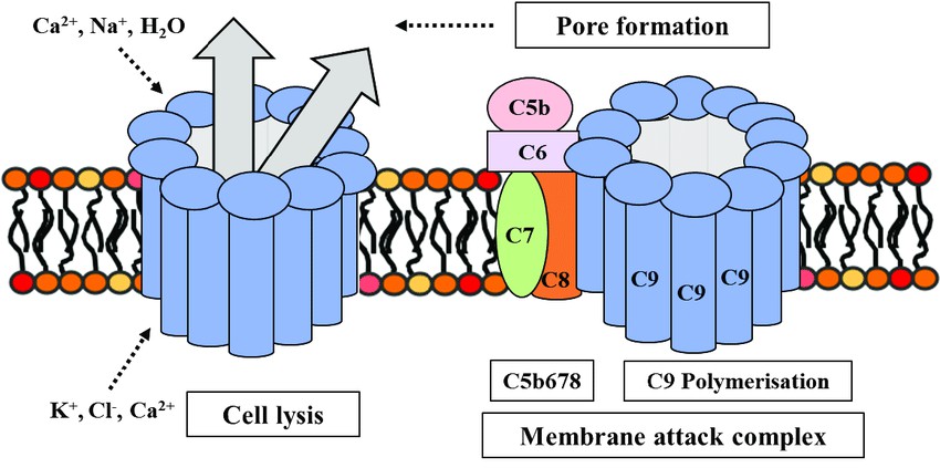 Membrane attack complex (MAC formation). 
