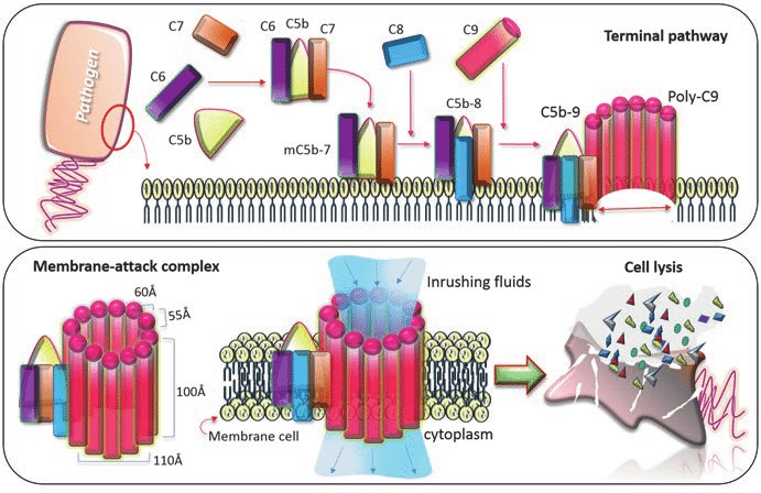 Membrane attack complex (MAC) formation and the resultant consequences in target cell.
