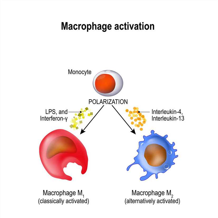 Macrophages are produced by the differentiation of monocytes in tissues - Creative BioMart 