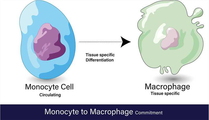 The connection between monocytes and macrophages - Creative BioMart