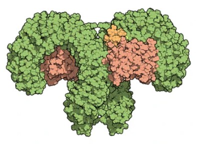 Toll-like receptor 4 - Creative BioMart 