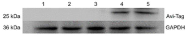 Recombinant Human EGFR protein, His&Avi-tagged, Biotinylated