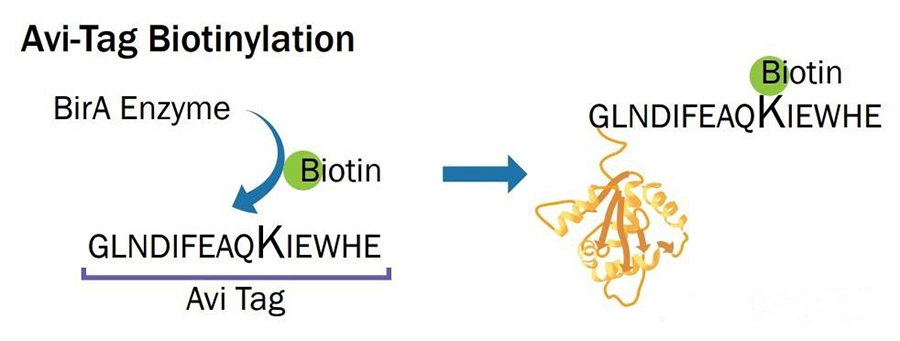 Fig1. Schematic diagram of biotin ligase at work.