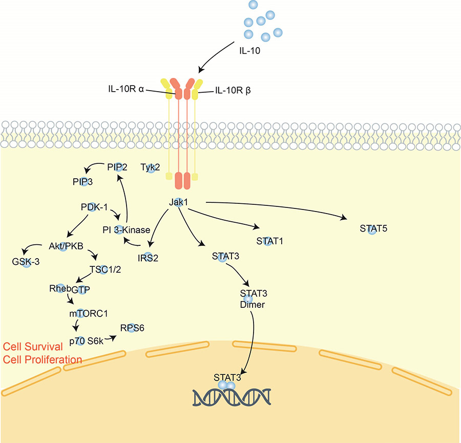 IL-10, also termed cytokine synthesis inhibitory factor (CSIF), is a pleiotropic cytokine that can exert
  immunosuppressive or immunostimulatory effects in multiple cell types