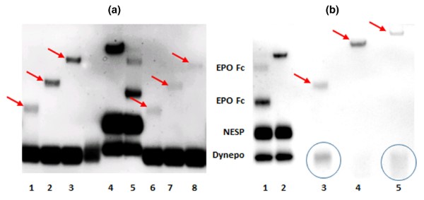Fig1. (a) Immunoblot after sodium N-lauroylsarcosinate (“sarcosyl”) polyacrylamide gel
    electrophoresis (SAR-PAGE) of urine samples spiked with different Recombinant erythropoietin-polyethylene glycol
    (rEPO-PEG) conjugates.