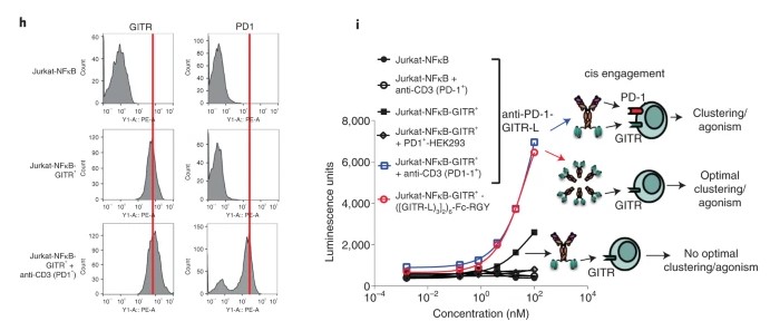 Fig1. h, GITR and PD-1 expression on transfected and activated Jurkat-NFκB-huGITR+ reporter cells
    (representative data of n = 2 independent experiments with similar results).