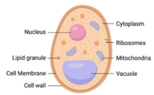 What is Recombinant Protein