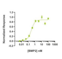 BMP2 activity Bioactivity