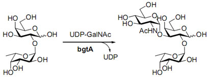 bgtA,Recombinant α1,3-GalNAc Transferase