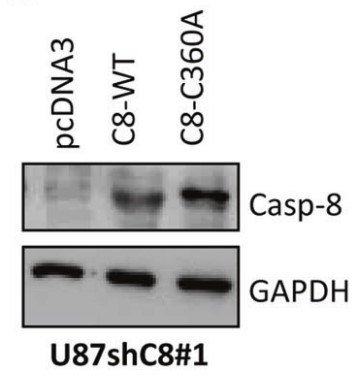 CASP8-5.jpg